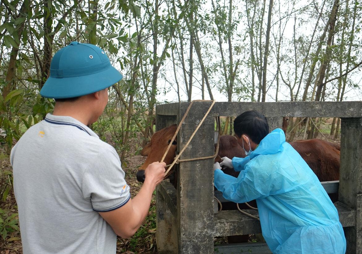 Chủ động ngăn chặn dịch Lở mồm long móng serotype SAT1