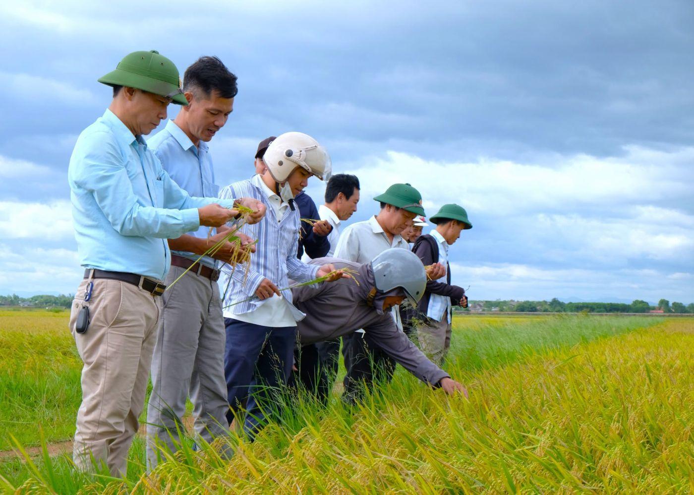 Nâng giá trị hạt lúa bằng sản xuất hữu cơ