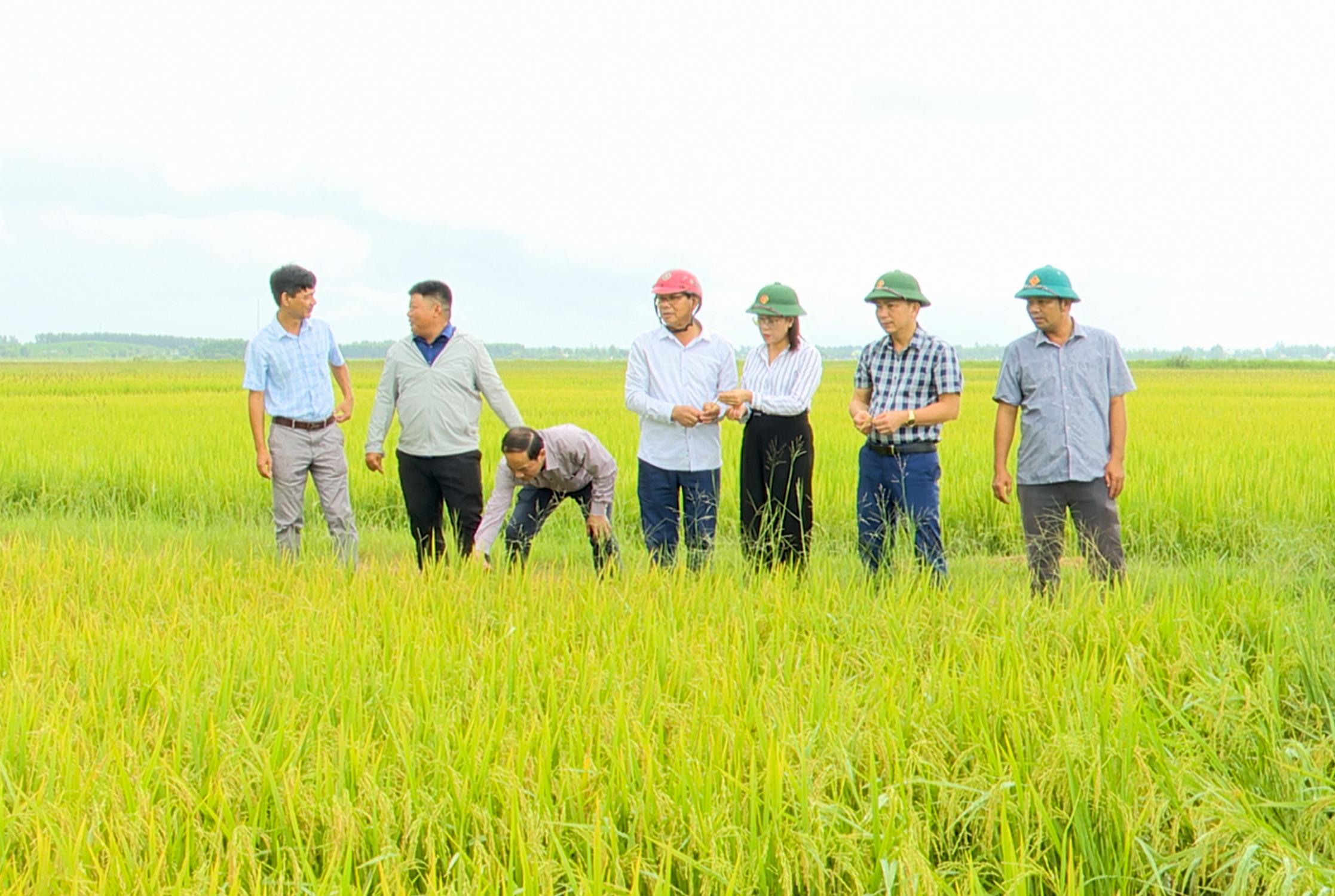 Vĩnh Thủy dồn điền đổi thửa, xây dựng vùng thâm canh lúa chất lượng cao