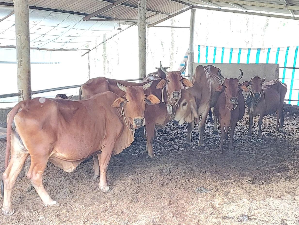 Vĩnh Thuỷ: Ban hành kế hoạch phòng, chống dịch bệnh động vật năm 2026