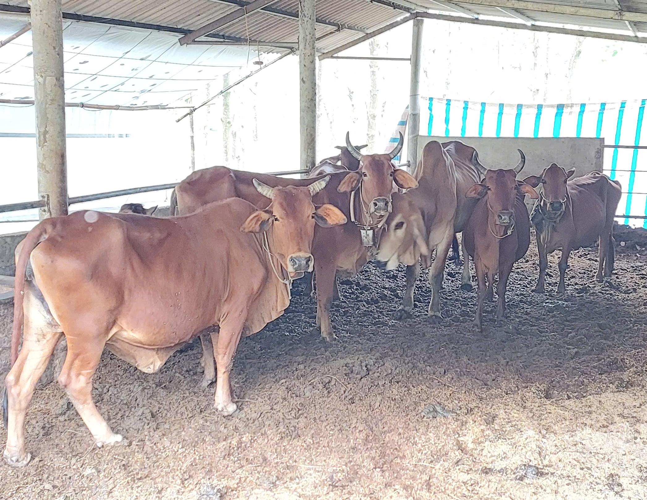 UBND xã Vĩnh Thuỷ triển khai tiêm phòng vắc xin và tiêu độc khử trùng đợt 1 năm 2026